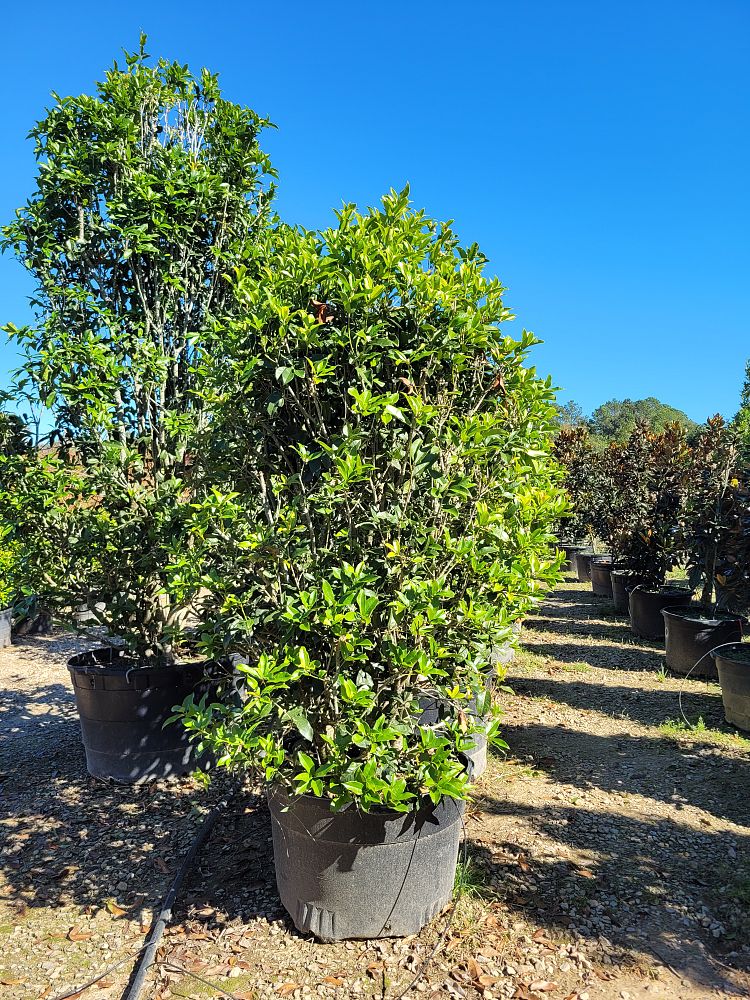 osmanthus-x-fortunei-carl-wheeler-fortune-s-tea-olive