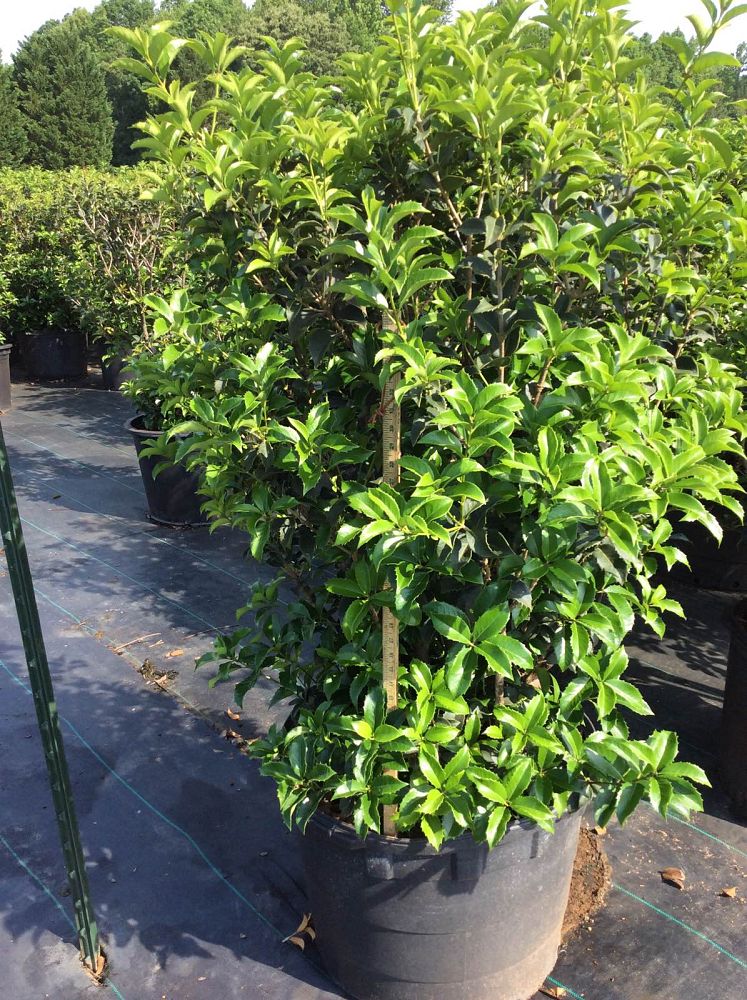 osmanthus-x-fortunei-fruitlandii-fortune-s-tea-olive