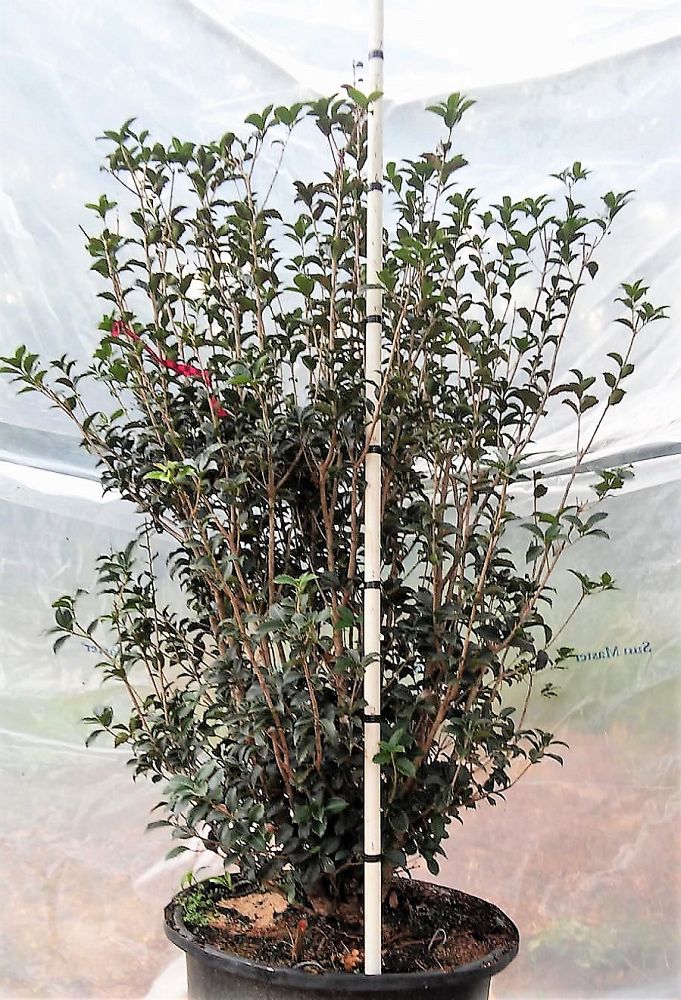 osmanthus-x-fortunei-fruitlandii-fortune-s-tea-olive