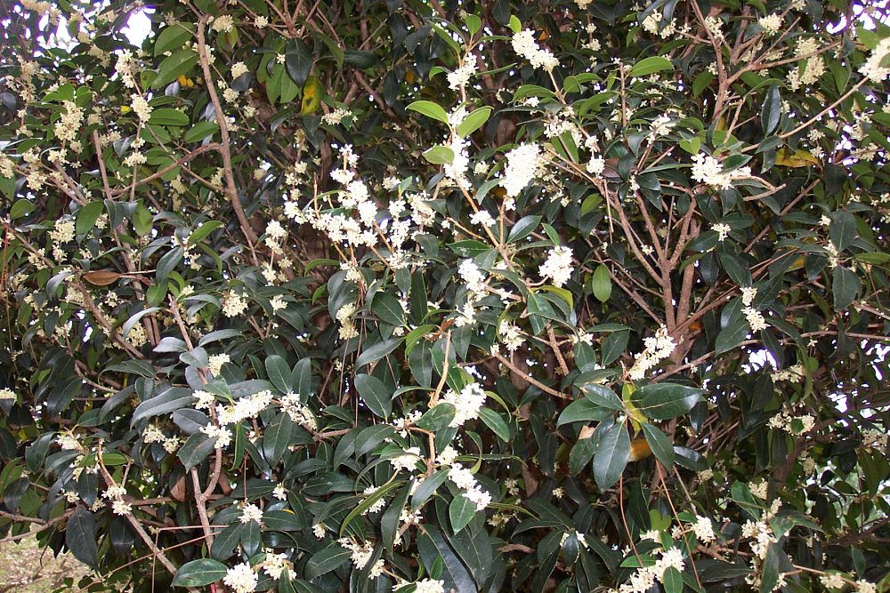 osmanthus-x-fortunei-fruitlandii-fortune-s-tea-olive