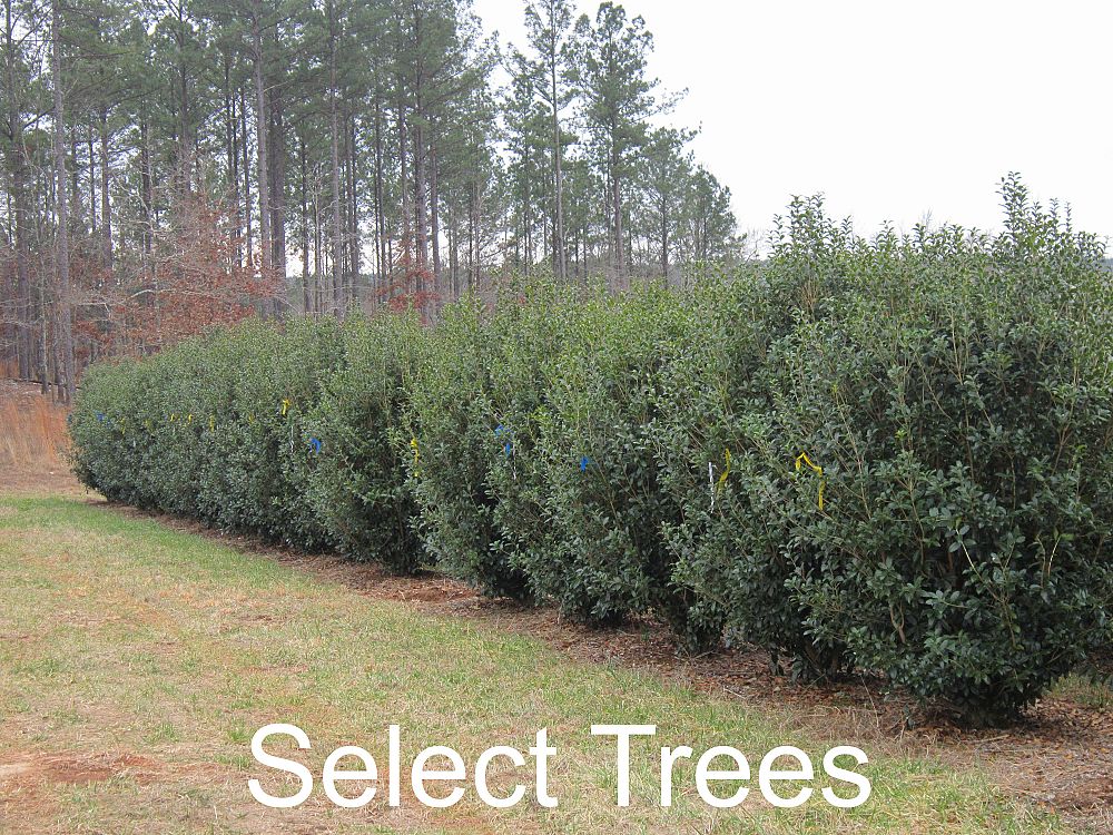 osmanthus-x-fortunei-fruitlandii-fortune-s-tea-olive