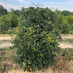 osmanthus-x-fortunei-fruitlandii-fortune-s-tea-olive