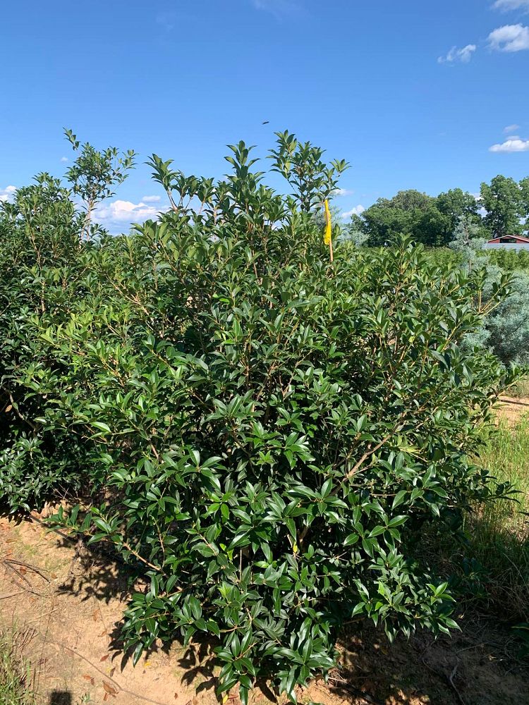 osmanthus-x-fortunei-fruitlandii-fortune-s-tea-olive