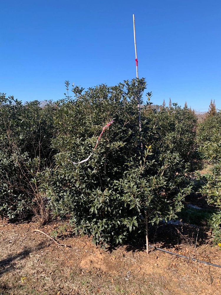 osmanthus-x-fortunei-fruitlandii-fortune-s-tea-olive