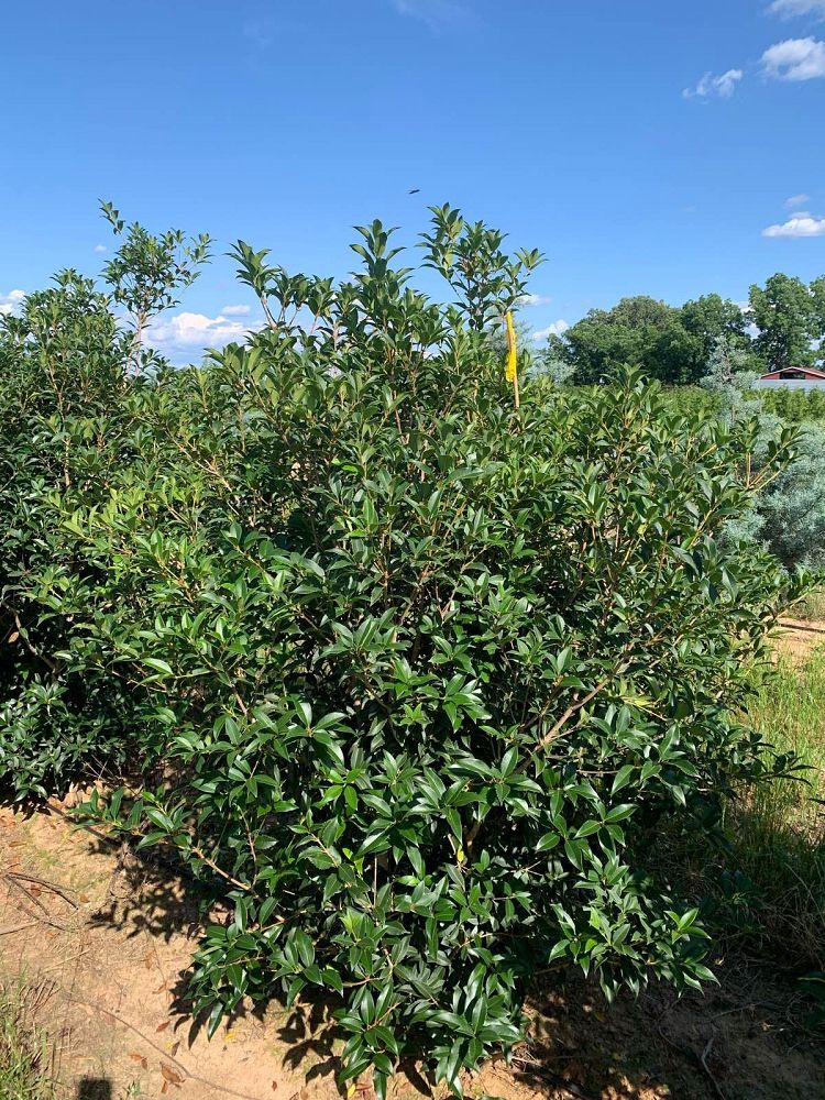 osmanthus-x-fortunei-fruitlandii-fortune-s-tea-olive