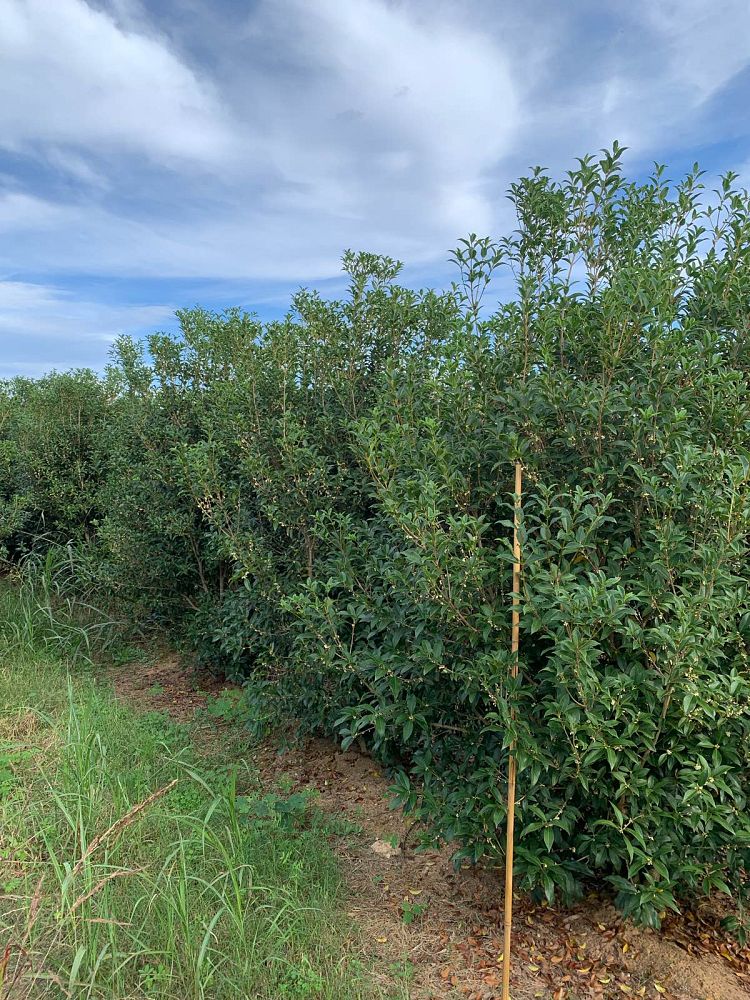 osmanthus-x-fortunei-fruitlandii-fortune-s-tea-olive