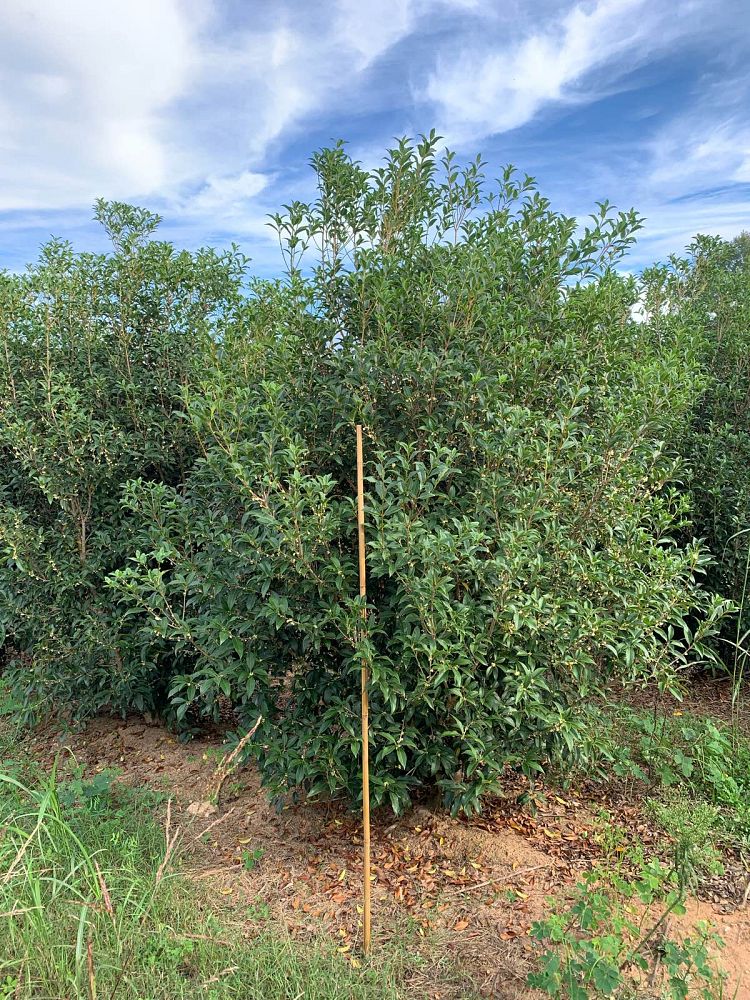 osmanthus-x-fortunei-fruitlandii-fortune-s-tea-olive