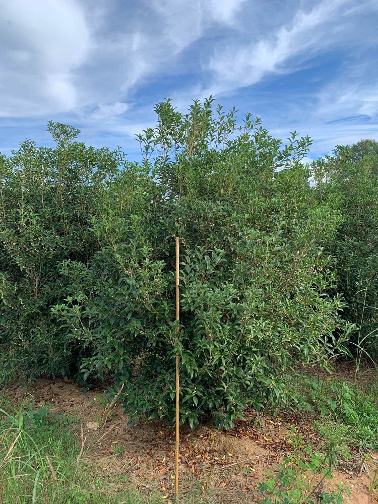 osmanthus-x-fortunei-fruitlandii-fortune-s-tea-olive