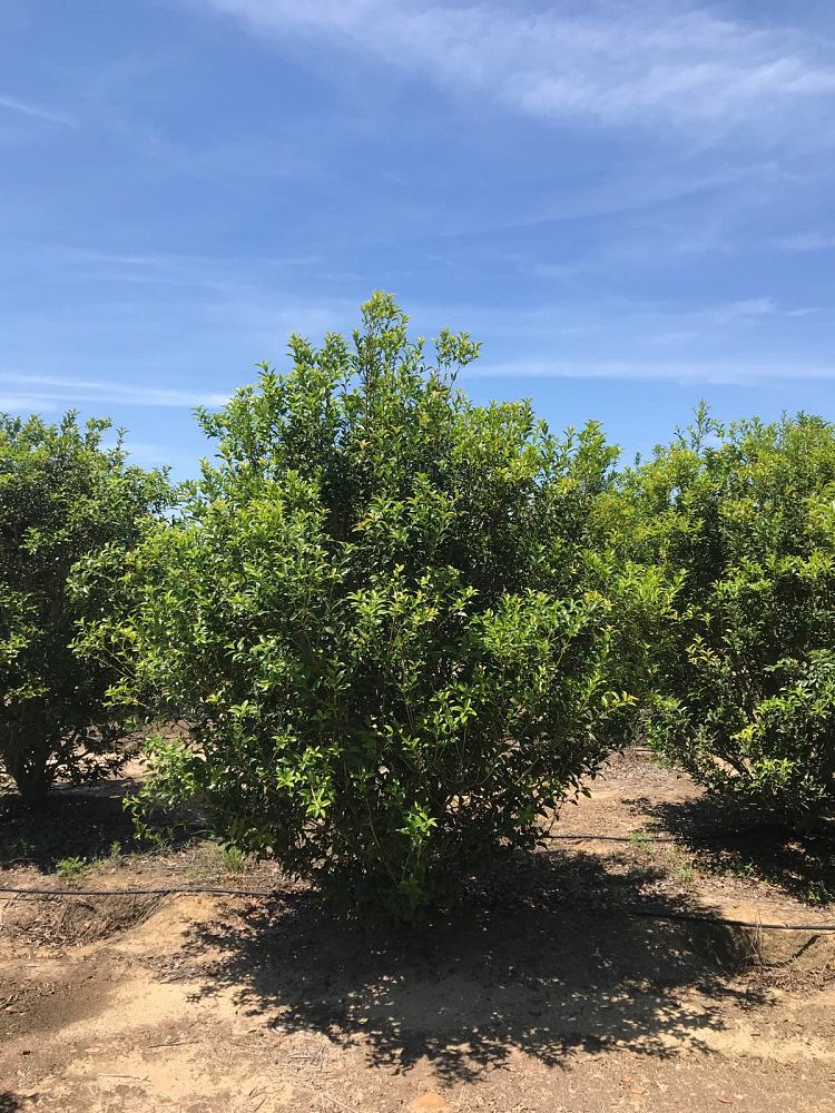 osmanthus-x-fortunei-san-jose-fortune-s-tea-olive