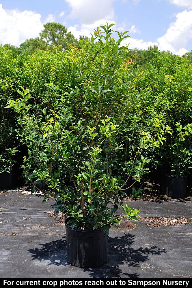 osmanthus-x-fortunei-san-jose-fortune-s-tea-olive