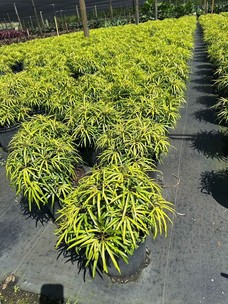 osmoxylon-lineare-variegated