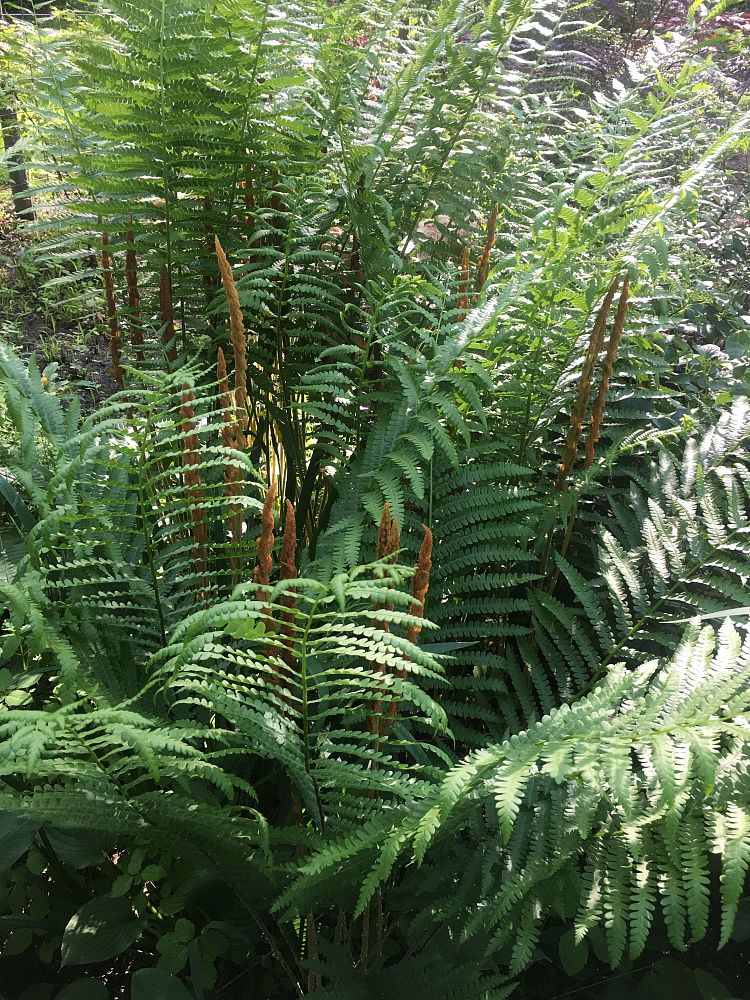 osmunda-cinnamomea-cinnamon-fern