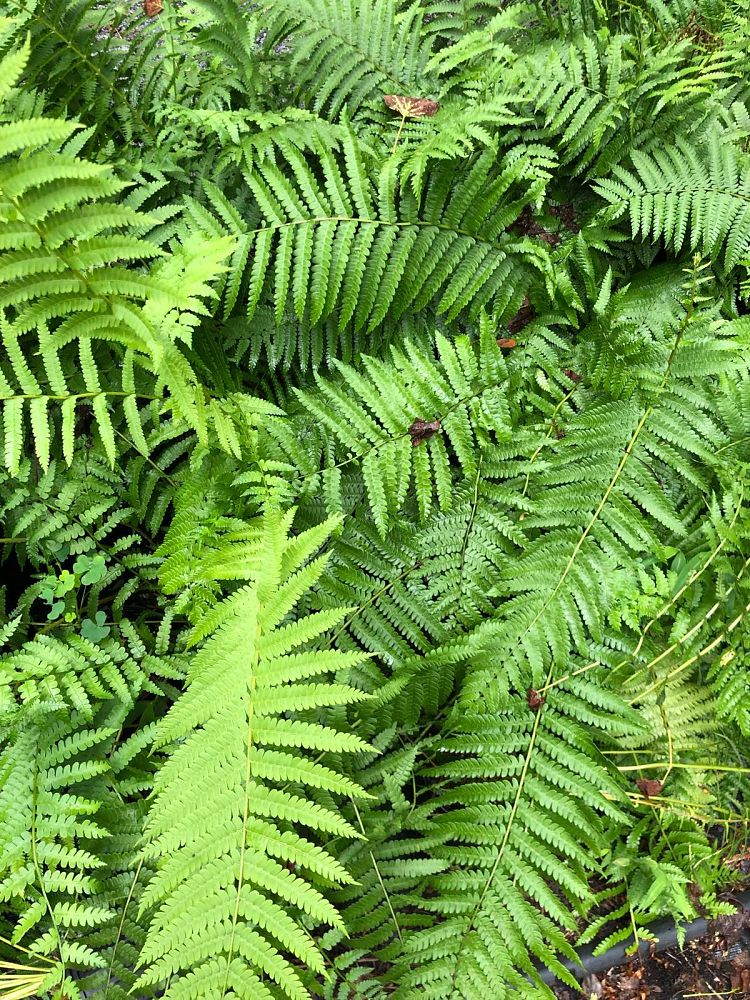 osmunda-cinnamomea-cinnamon-fern