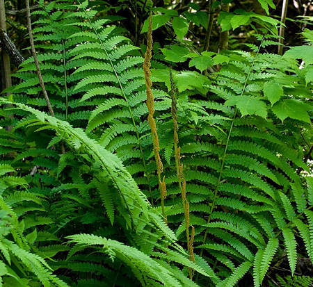 osmunda-cinnamomea-cinnamon-fern