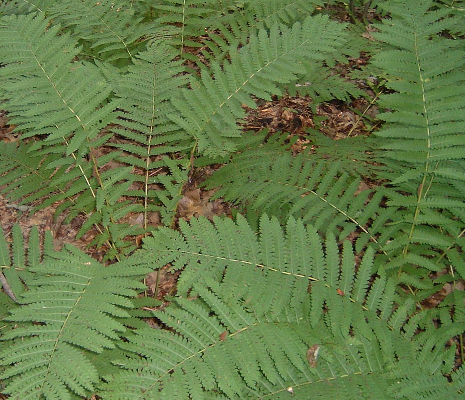 osmunda-claytoniana-interrupted-fern