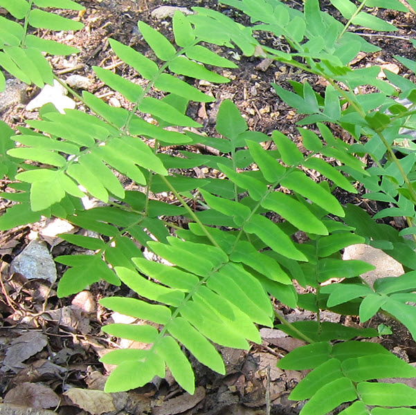 osmunda-regalis-royal-fern
