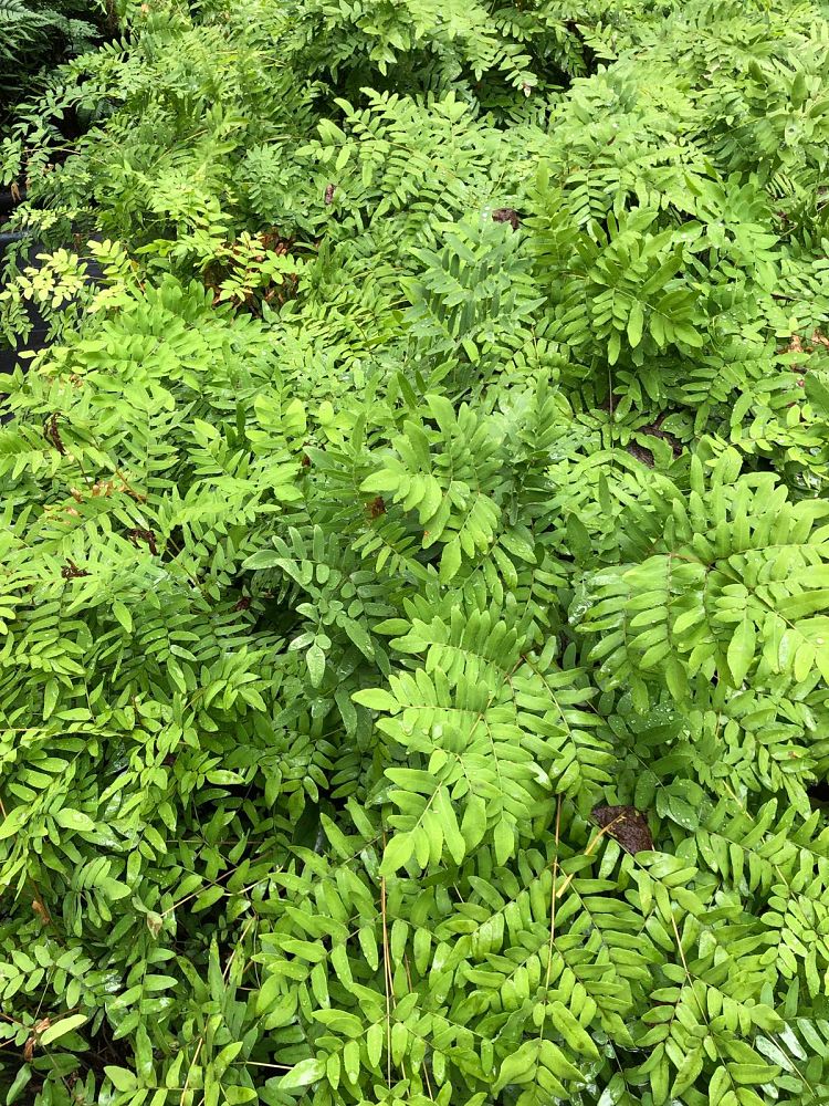osmunda-regalis-royal-fern