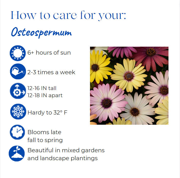osteospermum-african-daisy-cape-daisy