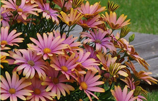 osteospermum-african-daisy-cape-daisy