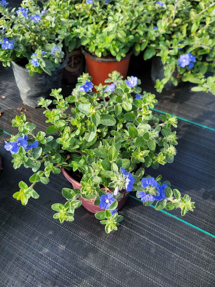 osteospermum-balostlueye-blue-eyed-beauty-african-daisy-cape-daisy