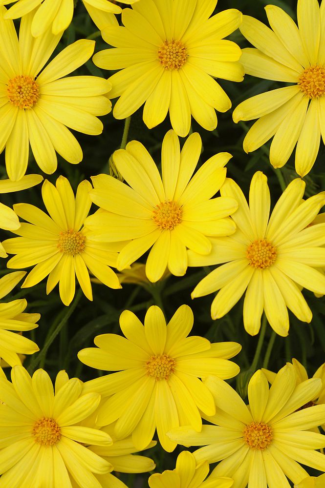 osteospermum-voltage-yellow-cape-daisy-african-daisy