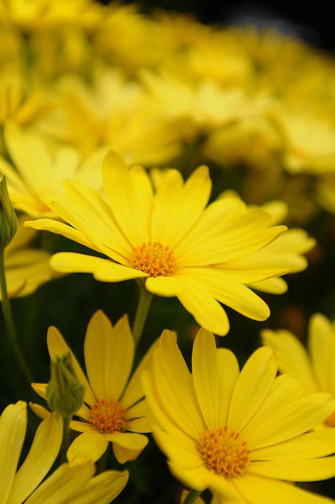 osteospermum-voltage-yellow-cape-daisy-african-daisy