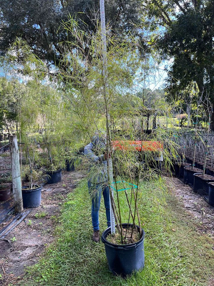 otatea-acuminata-mexican-weeping-bamboo