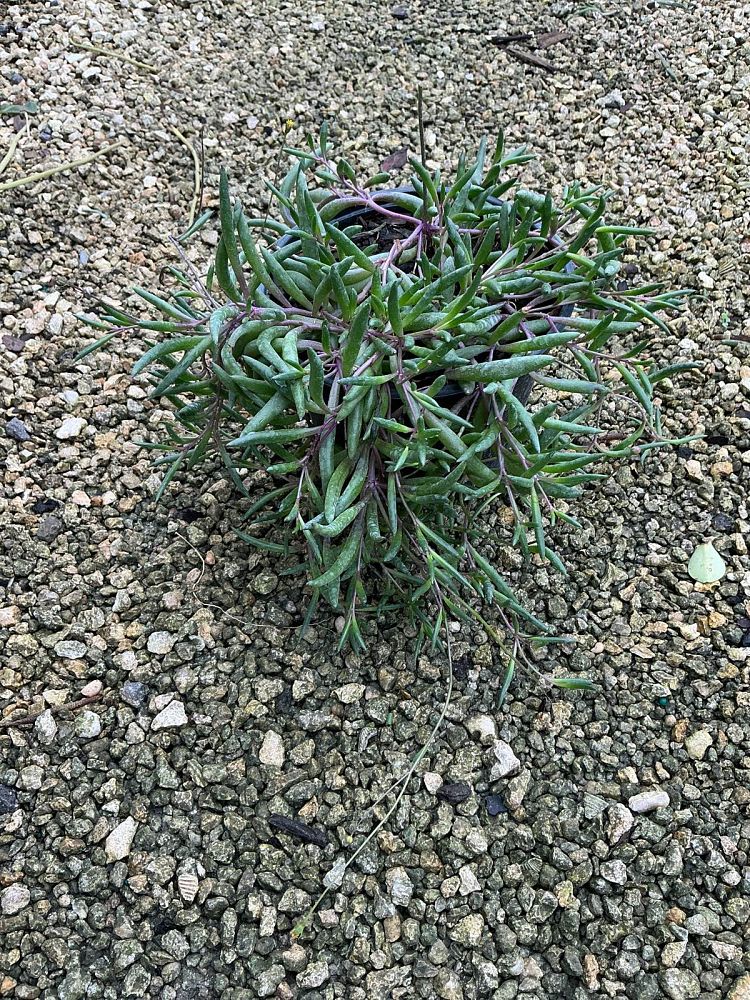 othonna-capensis-little-pickles-ruby-necklace