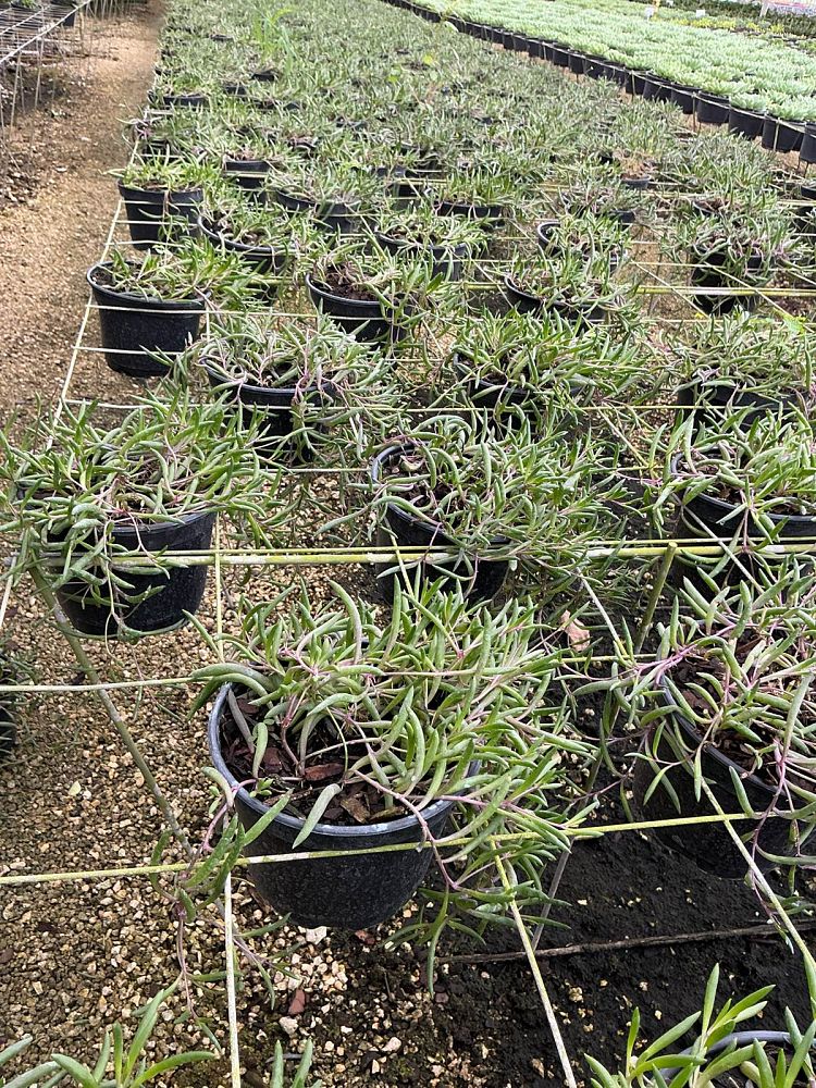 othonna-capensis-little-pickles-ruby-necklace