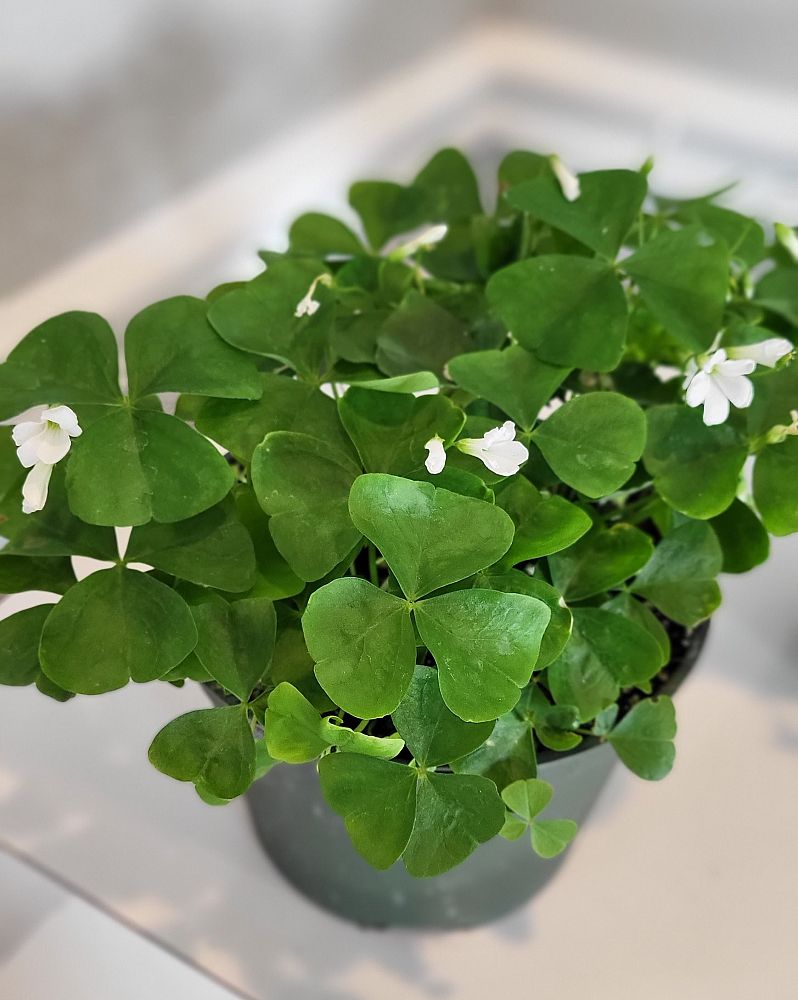 oxalis-regnellii-irish-mist-false-shamrock-wood-sorrel