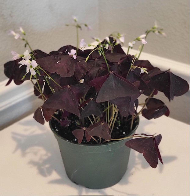 oxalis-regnellii-irish-mist-false-shamrock-wood-sorrel