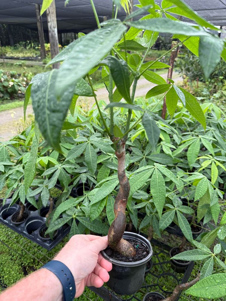 pachira-aquatica-seussi