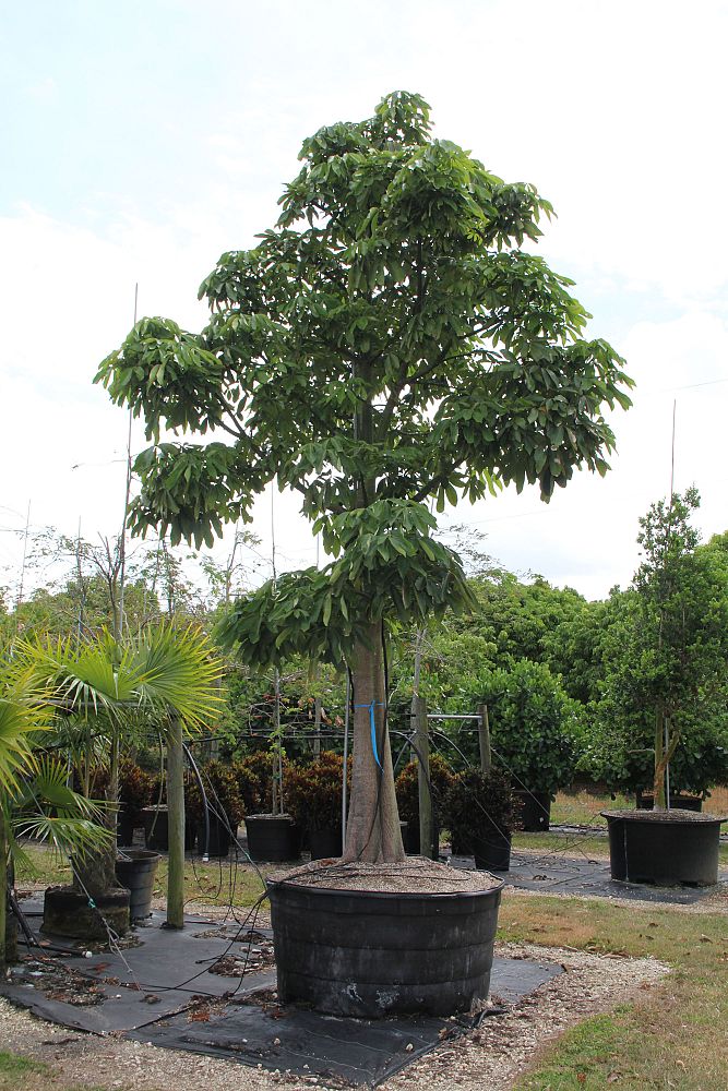 pachira-aquatica-water-chestnut-guiana-chestnut-money-tree