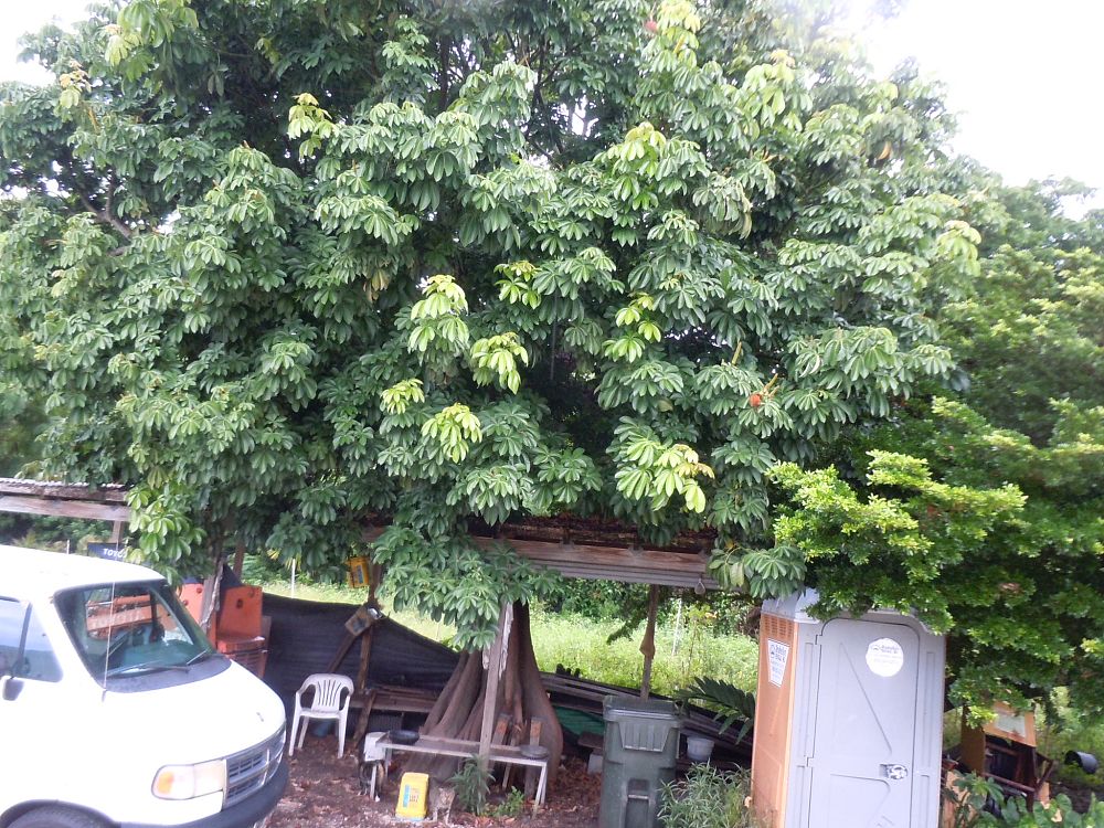 pachira-aquatica-water-chestnut-guiana-chestnut-money-tree