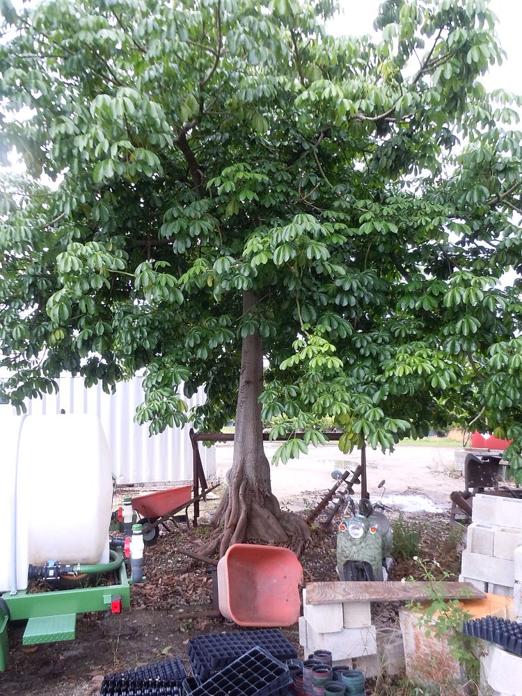 pachira-aquatica-water-chestnut-guiana-chestnut-money-tree