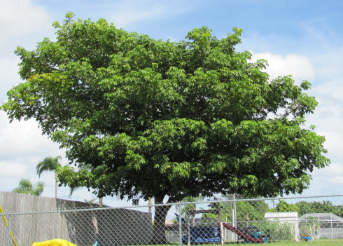 pachira-aquatica-water-chestnut-guiana-chestnut-money-tree
