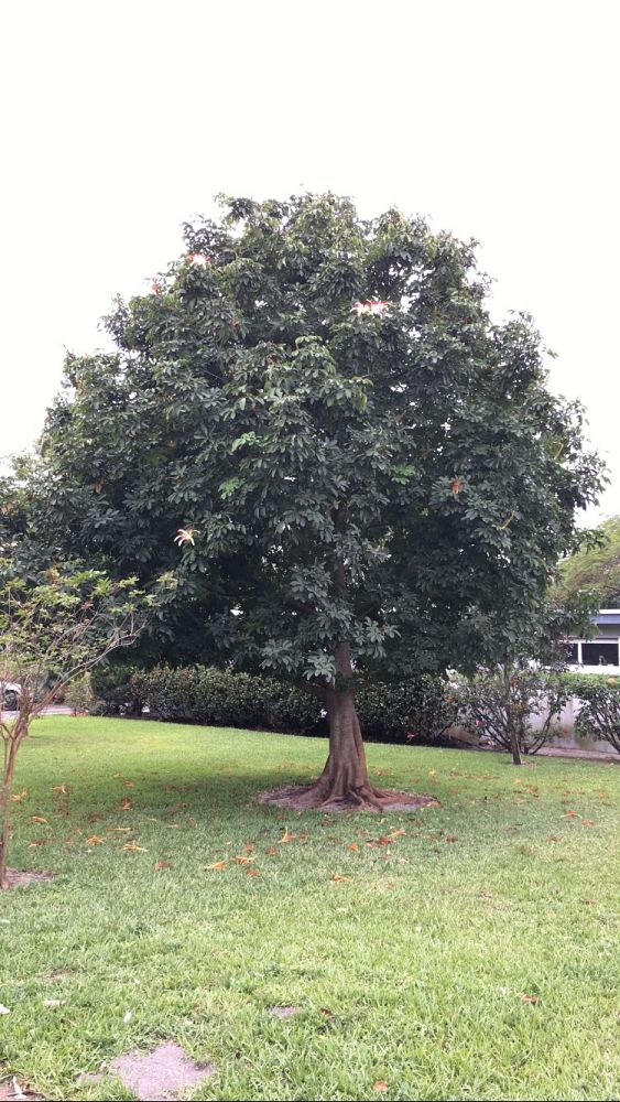 pachira-aquatica-water-chestnut-guiana-chestnut-money-tree