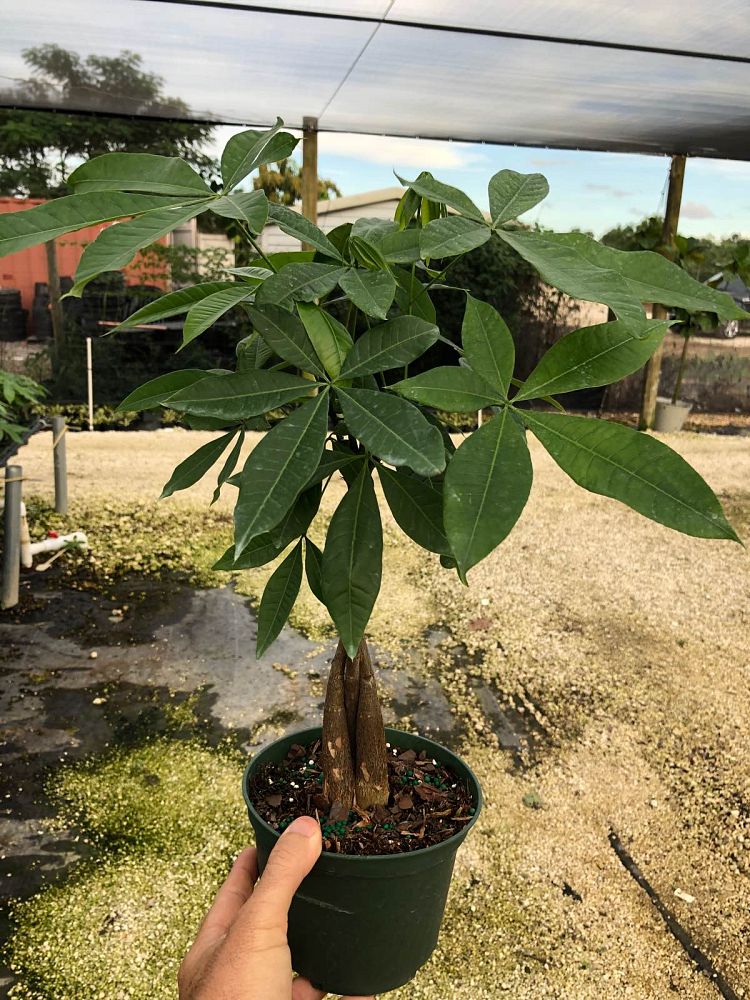 pachira-aquatica-water-chestnut-guiana-chestnut-money-tree