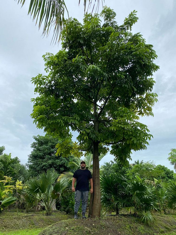 pachira-aquatica-water-chestnut-guiana-chestnut-money-tree