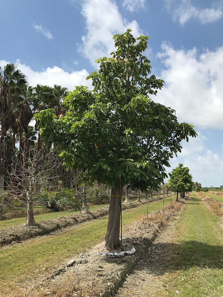 pachira-aquatica-water-chestnut-guiana-chestnut-money-tree