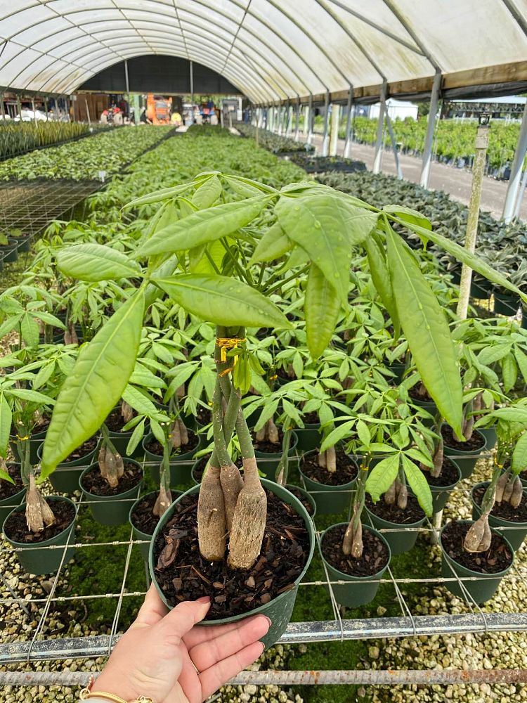 pachira-aquatica-water-chestnut-guiana-chestnut-money-tree