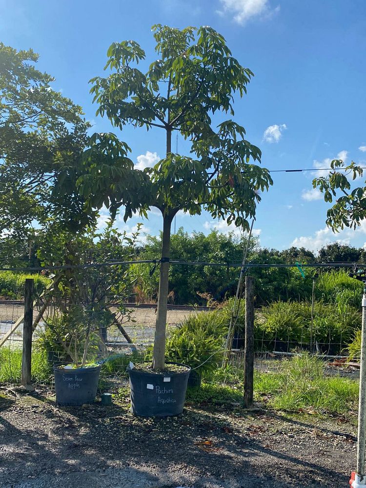 pachira-aquatica-water-chestnut-guiana-chestnut-money-tree