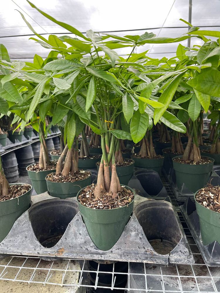 pachira-aquatica-water-chestnut-guiana-chestnut-money-tree