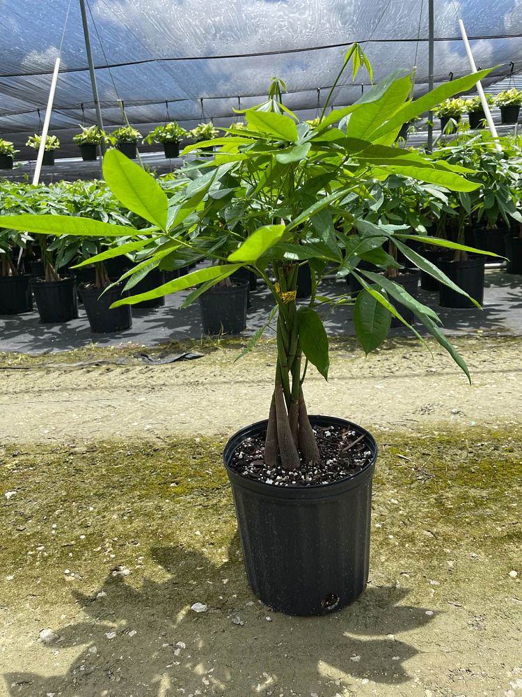 pachira-aquatica-water-chestnut-guiana-chestnut-money-tree