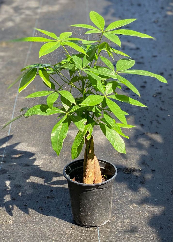 pachira-aquatica-water-chestnut-guiana-chestnut-money-tree