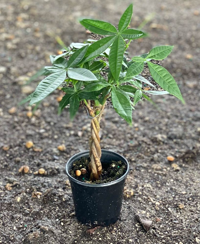 pachira-aquatica-water-chestnut-guiana-chestnut-money-tree