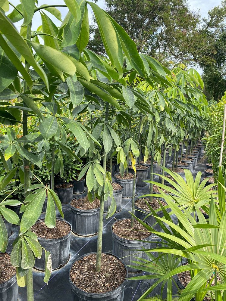 pachira-aquatica-water-chestnut-guiana-chestnut-money-tree