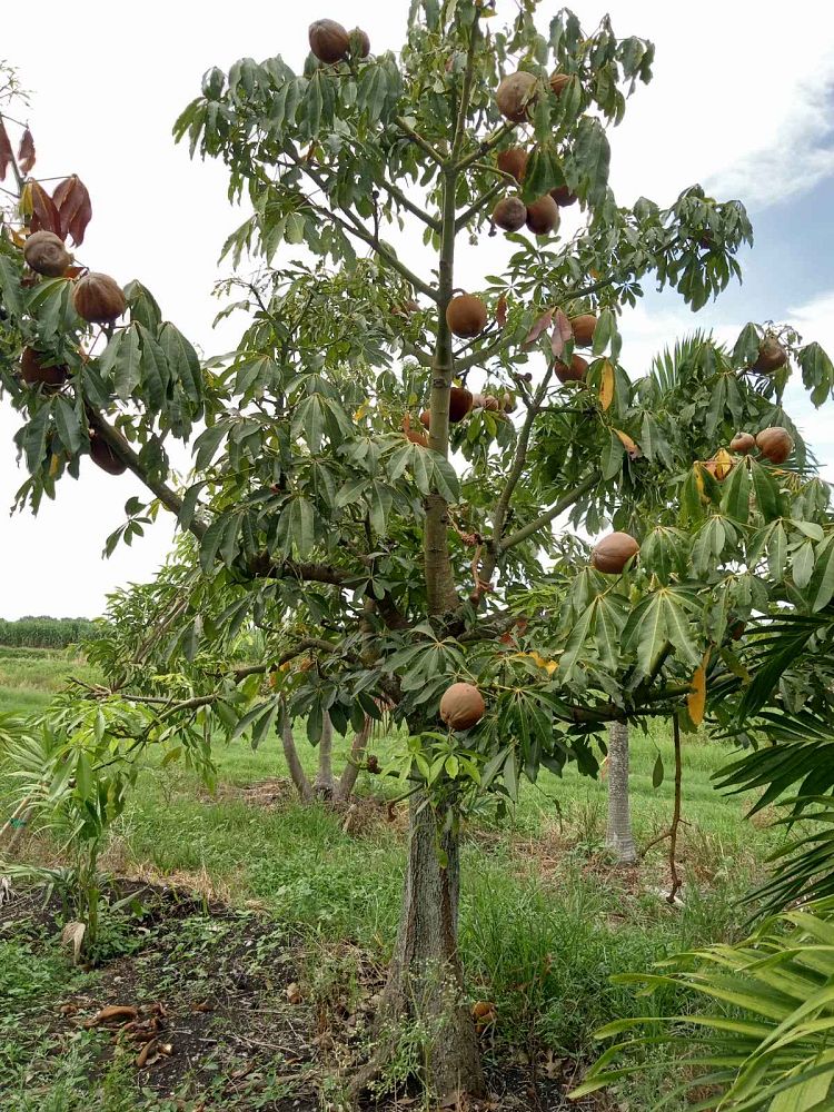 pachira-aquatica-water-chestnut-guiana-chestnut-money-tree
