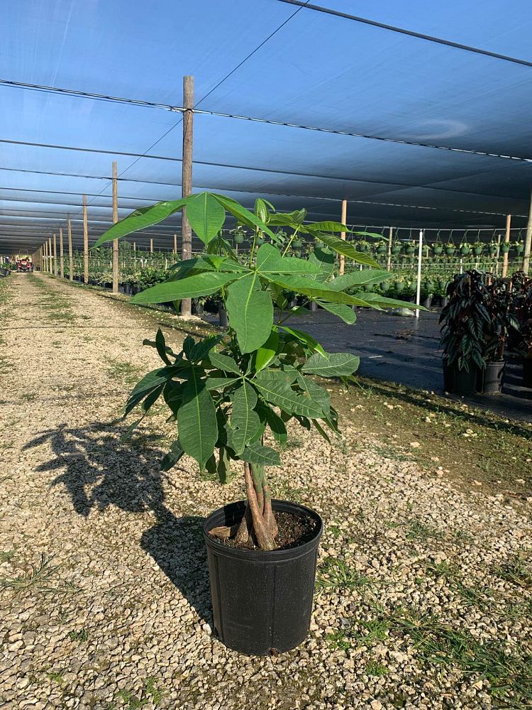 pachira-aquatica-water-chestnut-guiana-chestnut-money-tree
