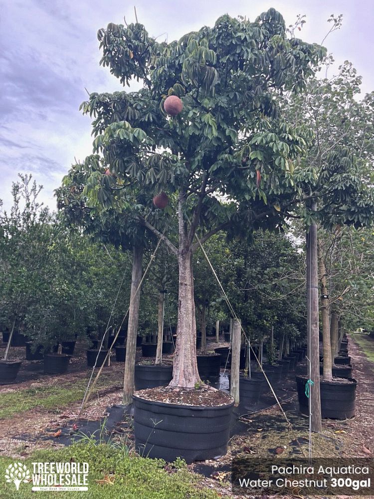pachira-aquatica-water-chestnut-guiana-chestnut-money-tree
